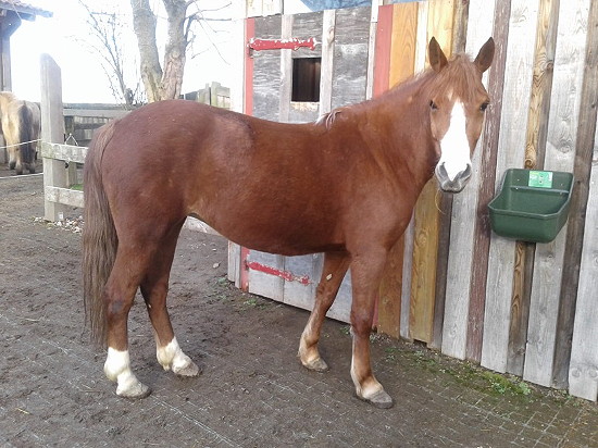 Bonni unser neues Pferd Bonni unser neues Pferd